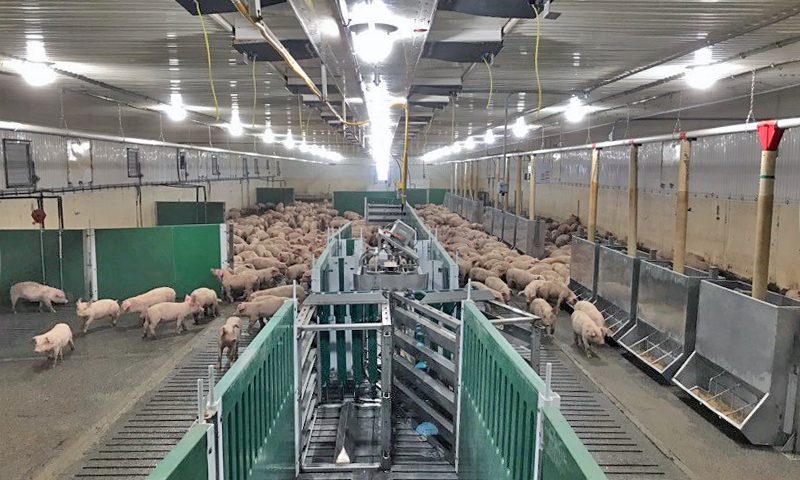 FERME RENÉ HARTON (9177-2186 Québec inc.)