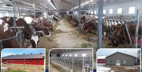 Journée portes ouvertes – Ferme Lady in Red Ayrshire inc.